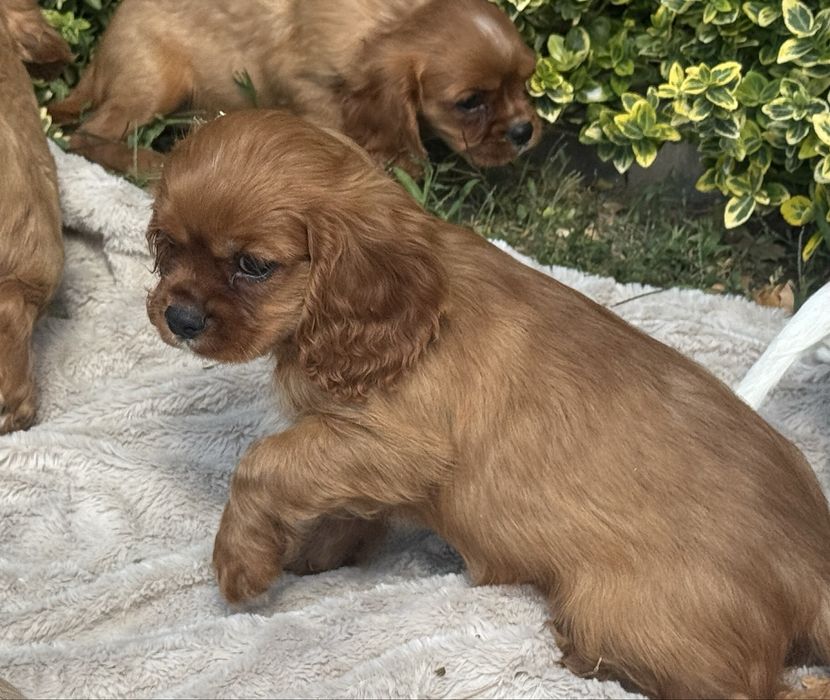 Cavalier king charles spaniel piesek szczeniak z rodowodem