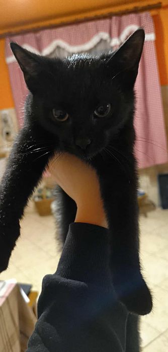 Oddam czarnego małego kotka