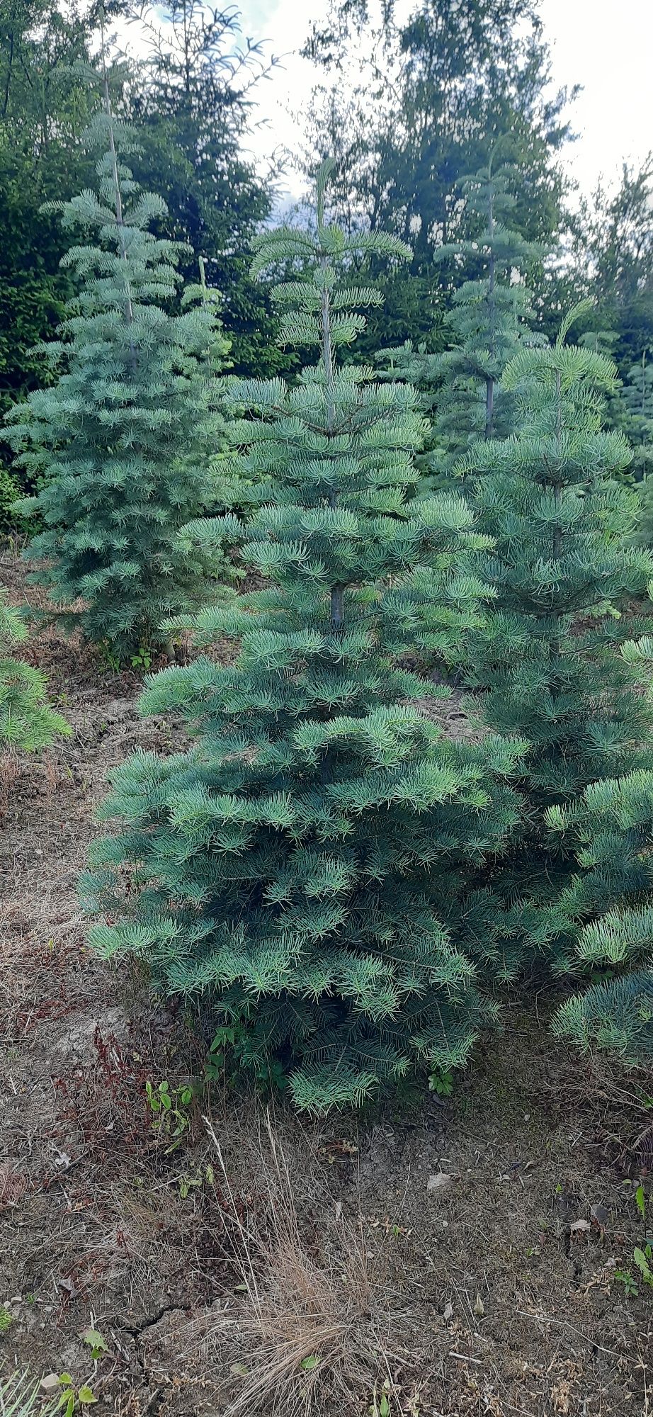 Jodła Kalifornijska od 130cm do 300cm w donicy, kopane z gruntu,