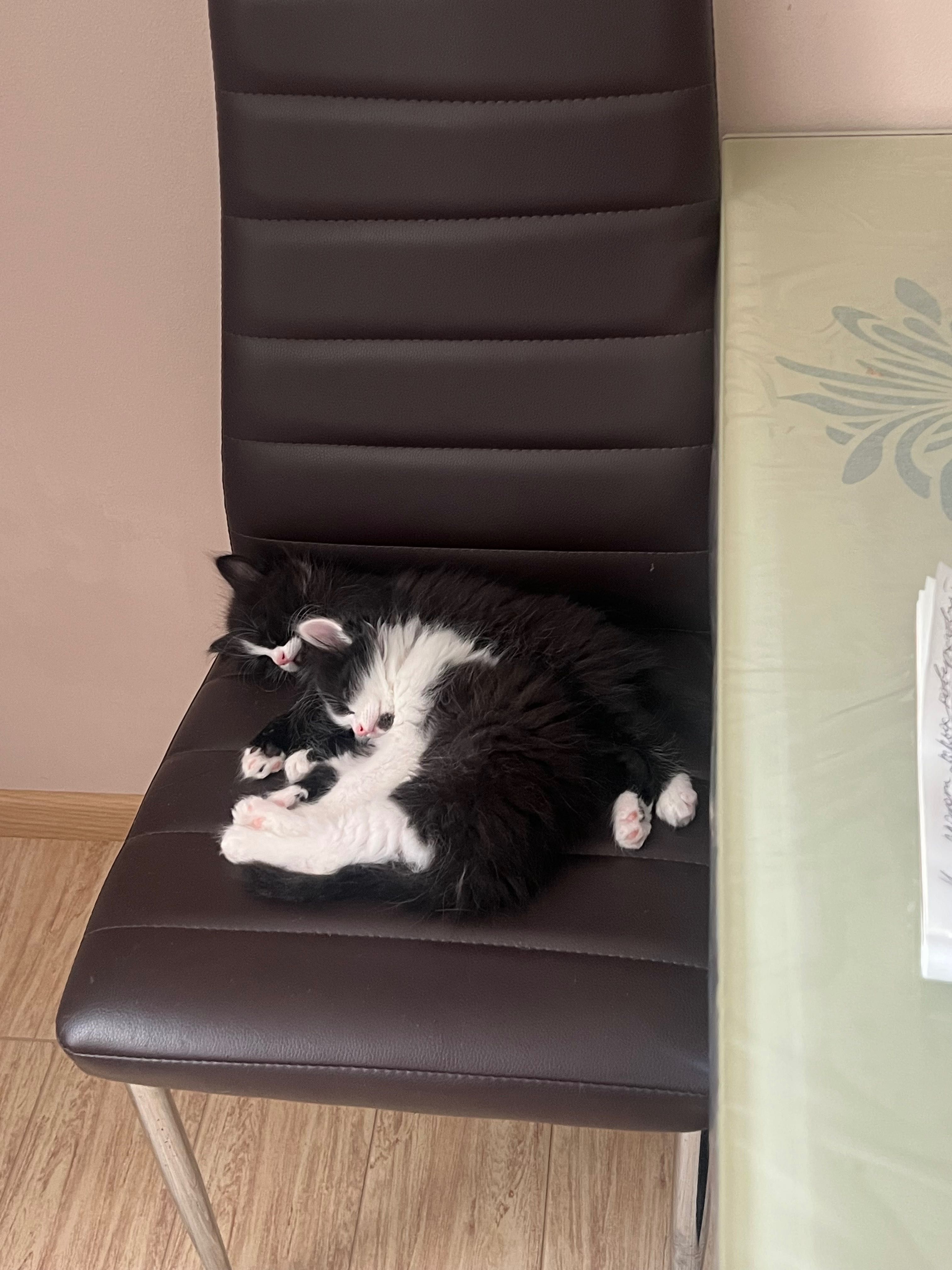 Кошеня на продаж