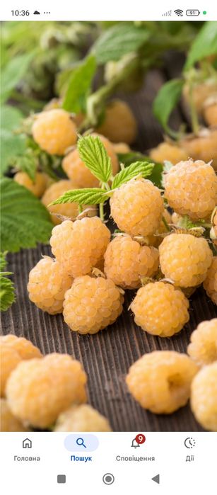 Продам саджанці малини