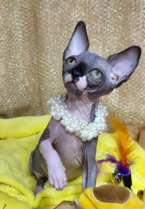 Канадський сфінкс дівчинка Азалєя