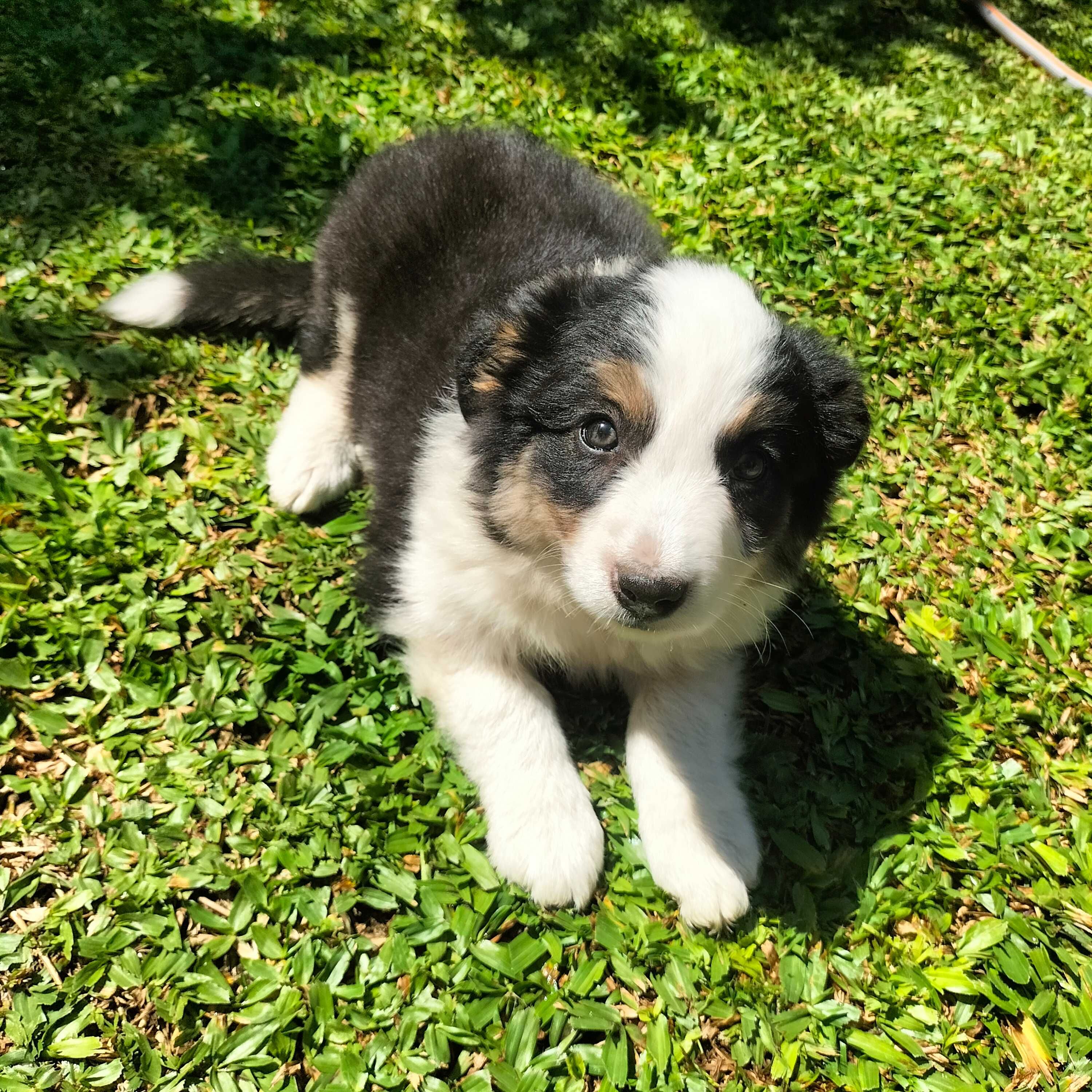 Border collie tricolor