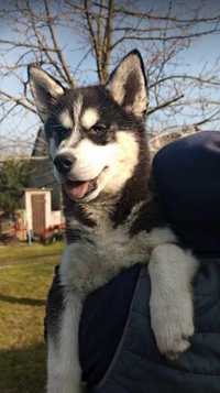 Sprzedam Suczke Syberian Husky