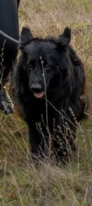 Отдам щенков швейцарской овчарки