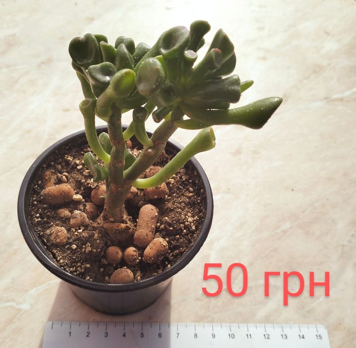 Продам красули (грошові дерева)