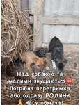 Допоможіть врятувати цуценят з мамою!