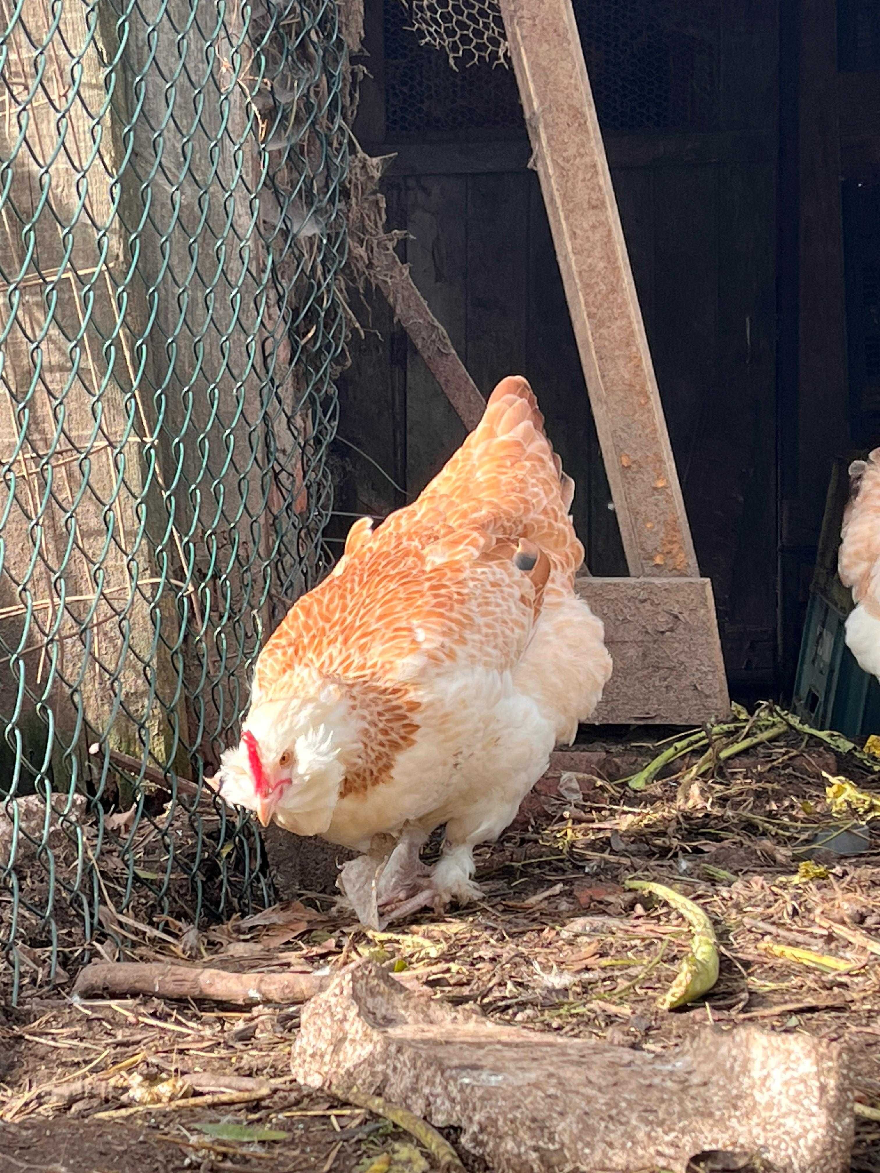 FAVEROLLES (ovos e aves)