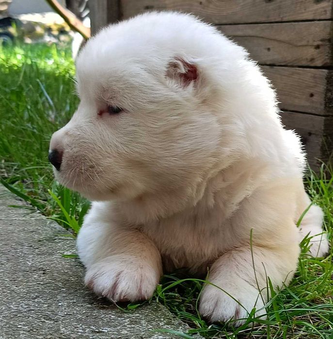 Piękny biały Owczarek środkowo azjatycki azjata
