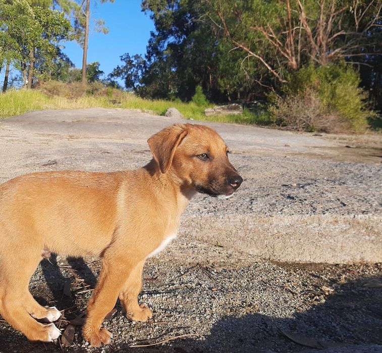 Cachoro de guarda