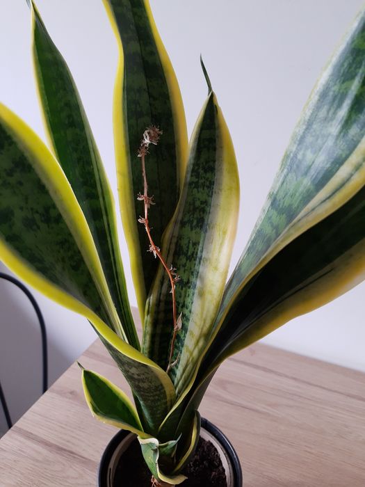 Sansewieria 50 cm, Języki teściowej, żółte obrzeża