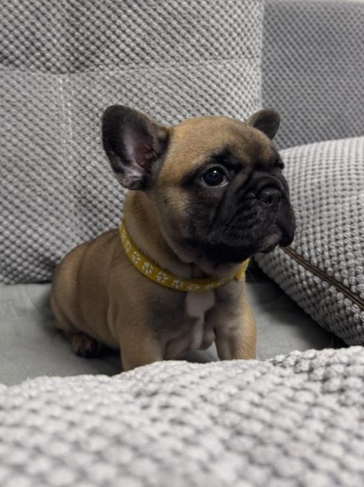 Француженке дівча