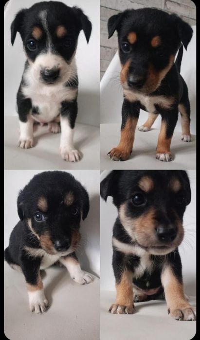 Szczeniaki do oddania za darmo -suczki