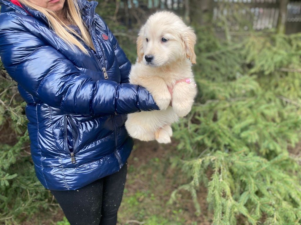 Golden Retriever szczeniak