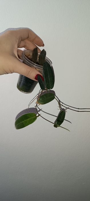 Hoja Hoya Hypolasia rezerwacja