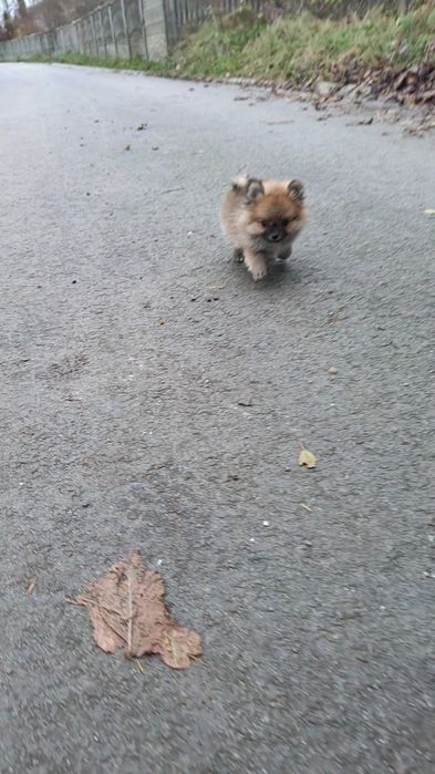 Pomeranian , szpic miniaturowy- śliczny , malutki piesek- filmiki