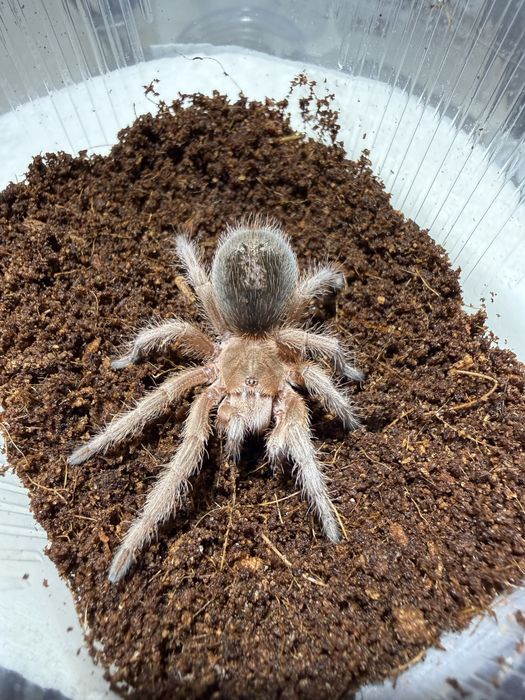 Grammostola rosea RED samica 2dc
