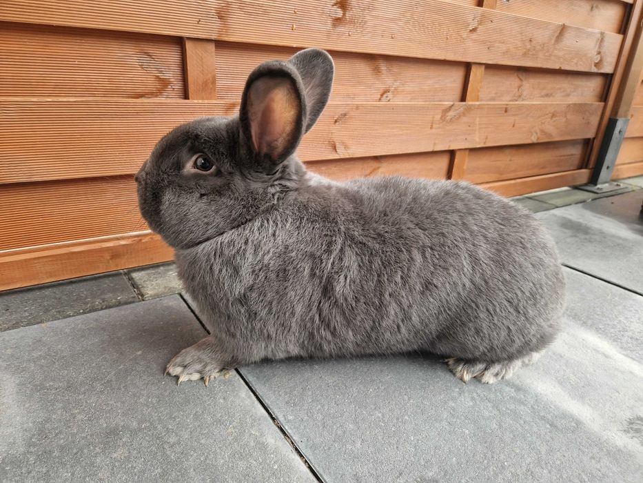 wiedeński wiedeńskie niebieskie WN królik króliki samiec