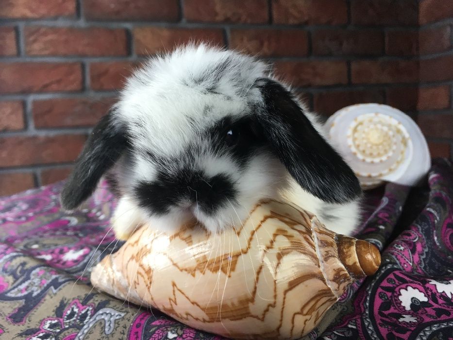 Mini lop mały baranek Teddy karzełek zarejestrowana hodowla Poznań