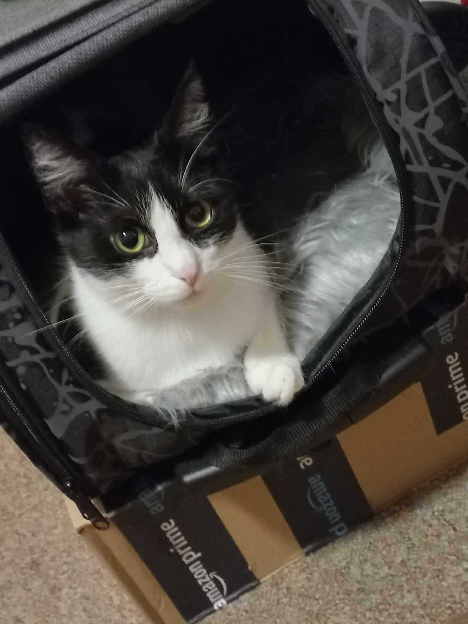 Vicky - piękna kotka do adopcji