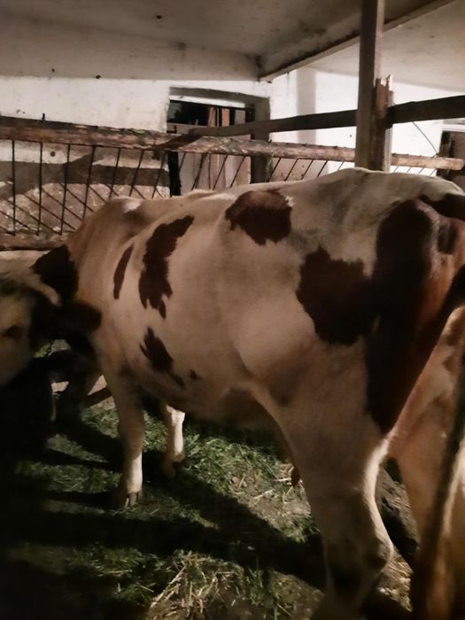 Sprzedam krowę mleczną