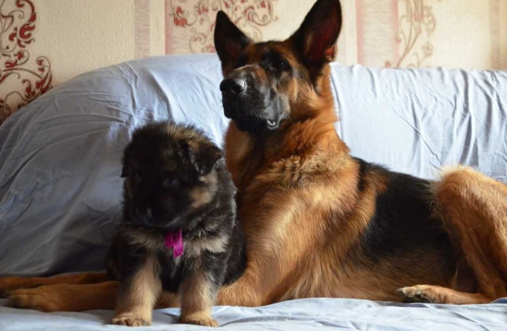 Крупные,породные щенки.