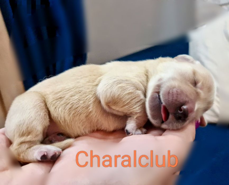 Golden Retriever po Championach