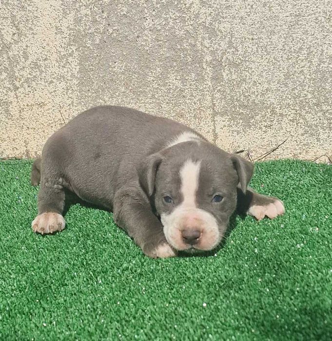 AMERICAN STAFFORDSHIRE TERRIER Canil Of Greatwarriors