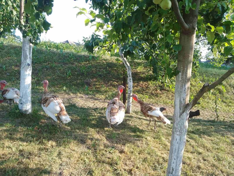 індики  червоний бурбон.яйця