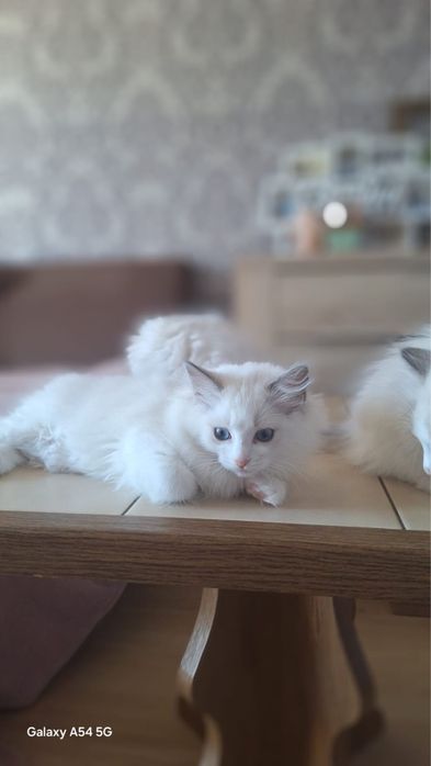 Śliczny kocurek Ragdoll - rodowod FPL - domowa hodowla