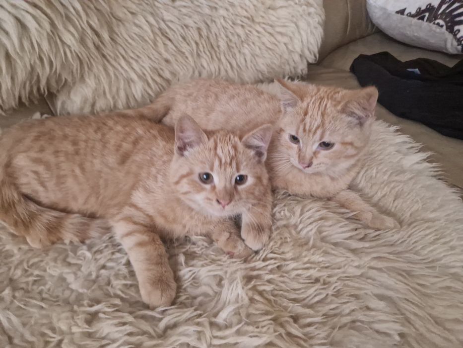 Koty samce wiek ok 3mce