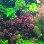 Ludwigia mini, super red