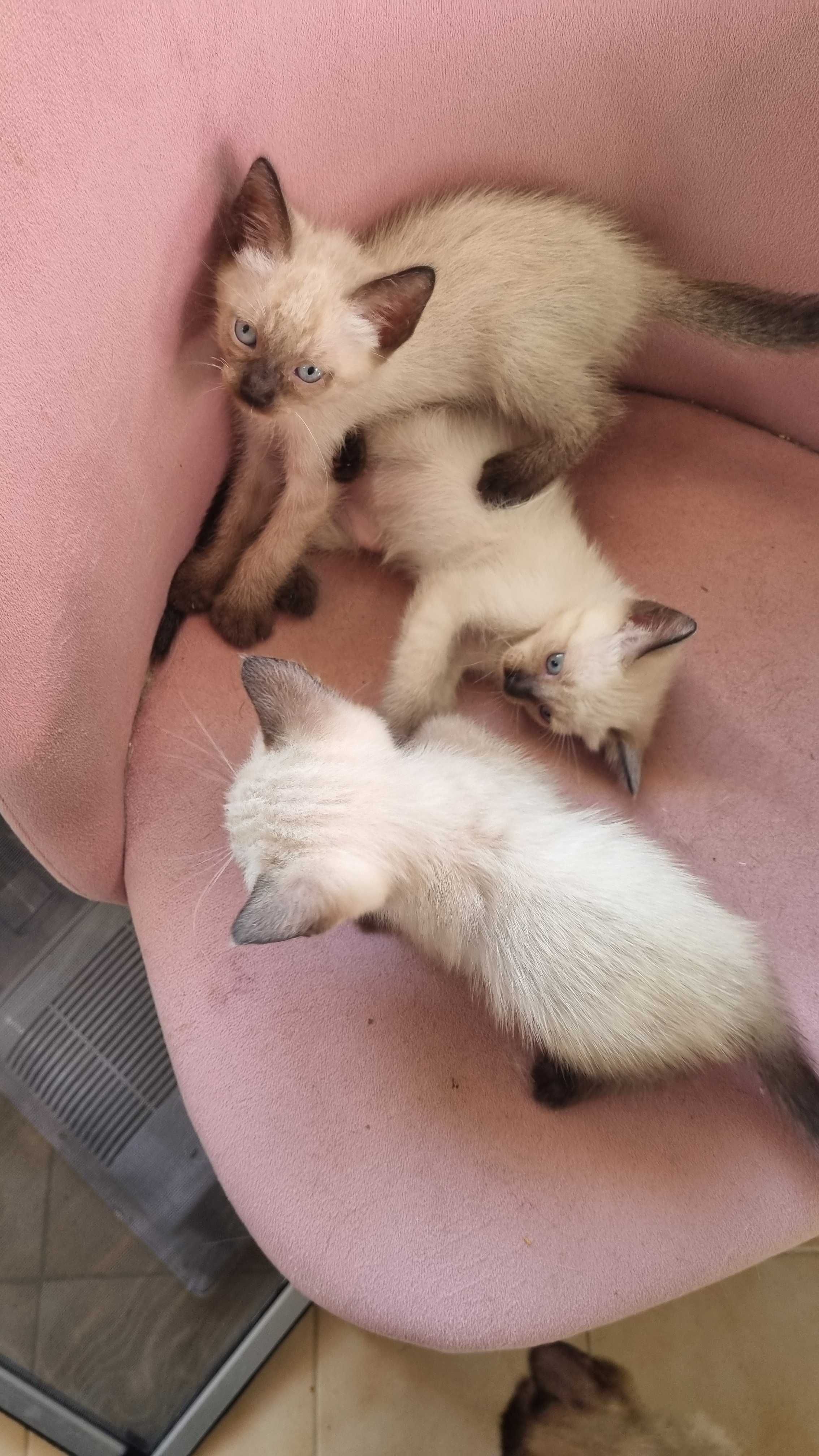 Dou Gatinhos Siameses muito meiguinhos
