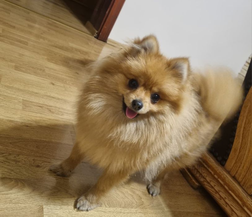 Szpic miniaturowy Pomeranian Suczka,miniaturka orange