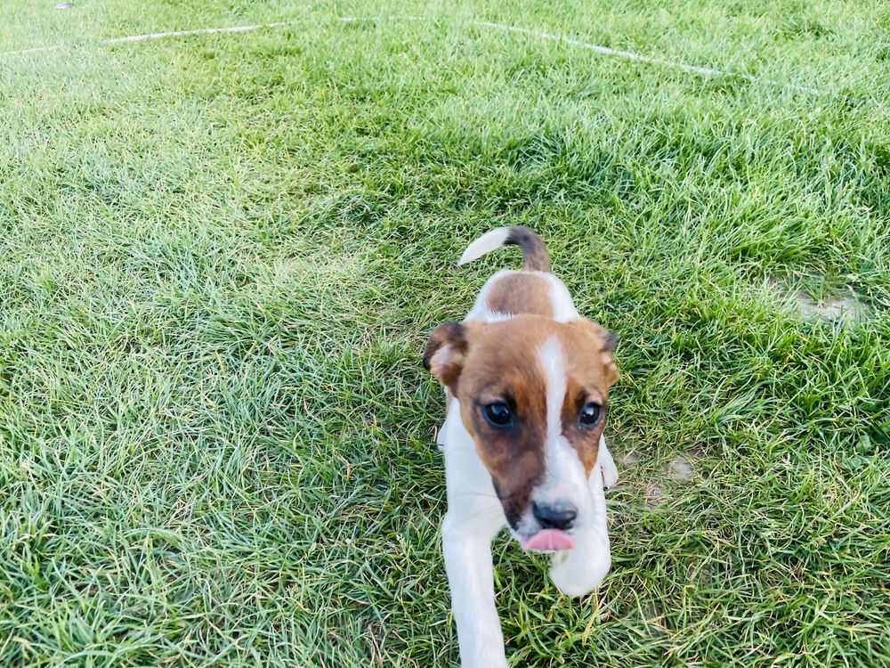 Jack Russell Terrier suczka Febe z rodowodem