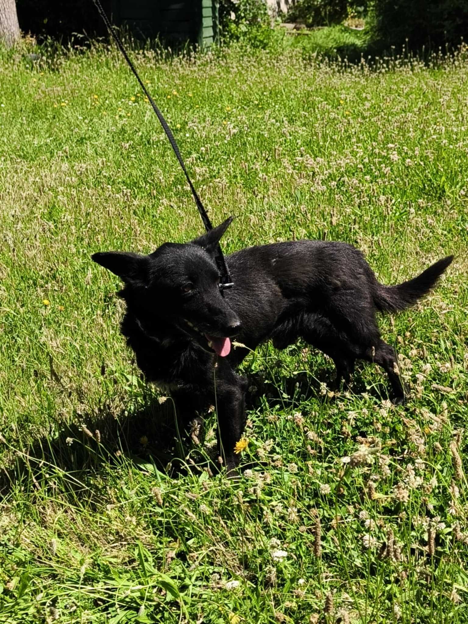 Rufi - mały kundelek do adopcji