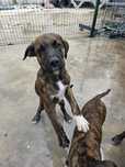 Cachorros de boxer x pastor