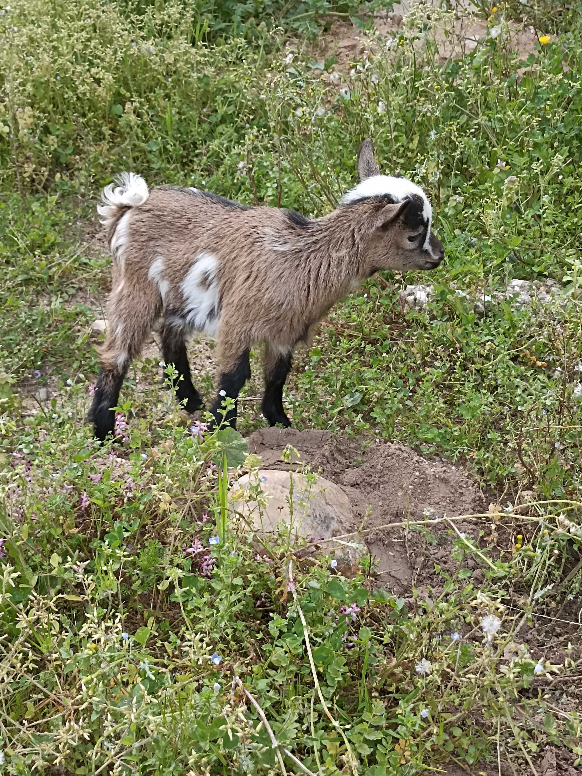 Cabrito anã bebé