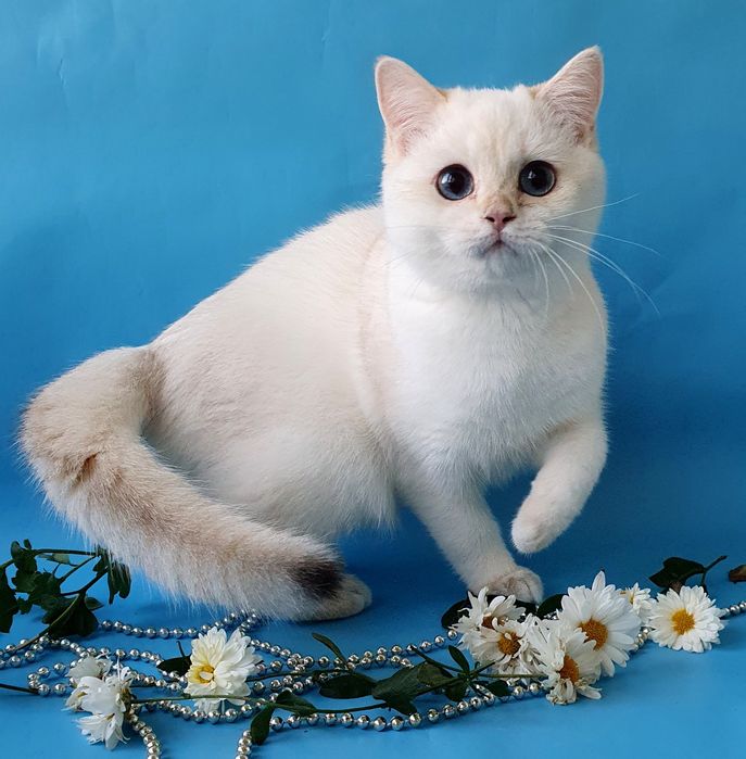 Класнючий породистый котик, британец с голубыми глазами. Котята Киев.