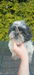 Mal shi, komplet szczepień ( maltańczyk, shih tzu)