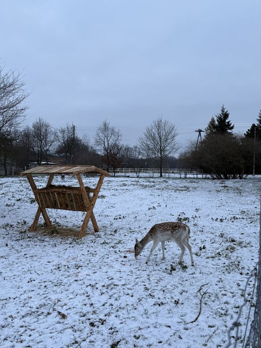 Paśnik drewniany nowy.