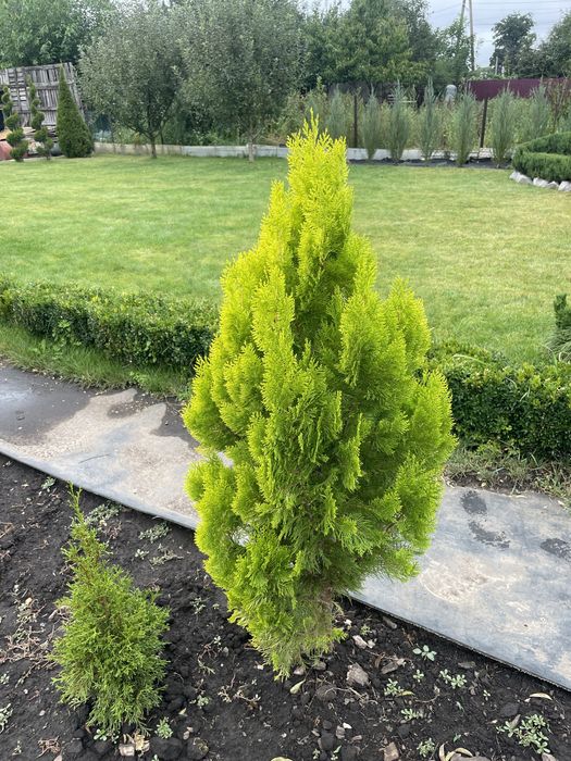 Хвойні рослини для ландшафтного дизайну !!!