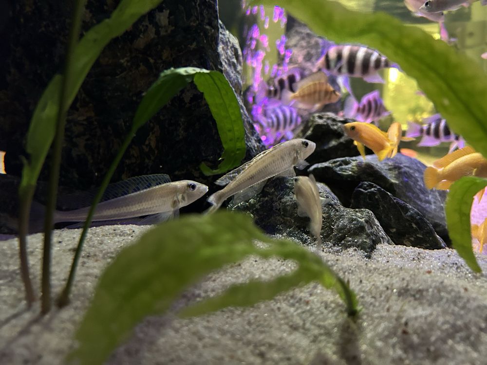 xenotilapia enantiopus melanogenys kilesa