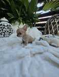 Chihuahua cudna sunia