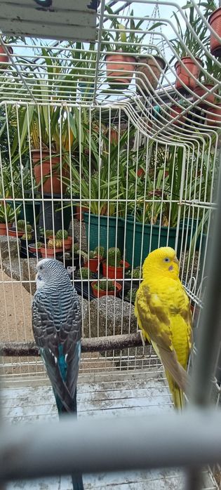 Casal periquitos asa negra