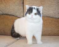 Очень хороший котик