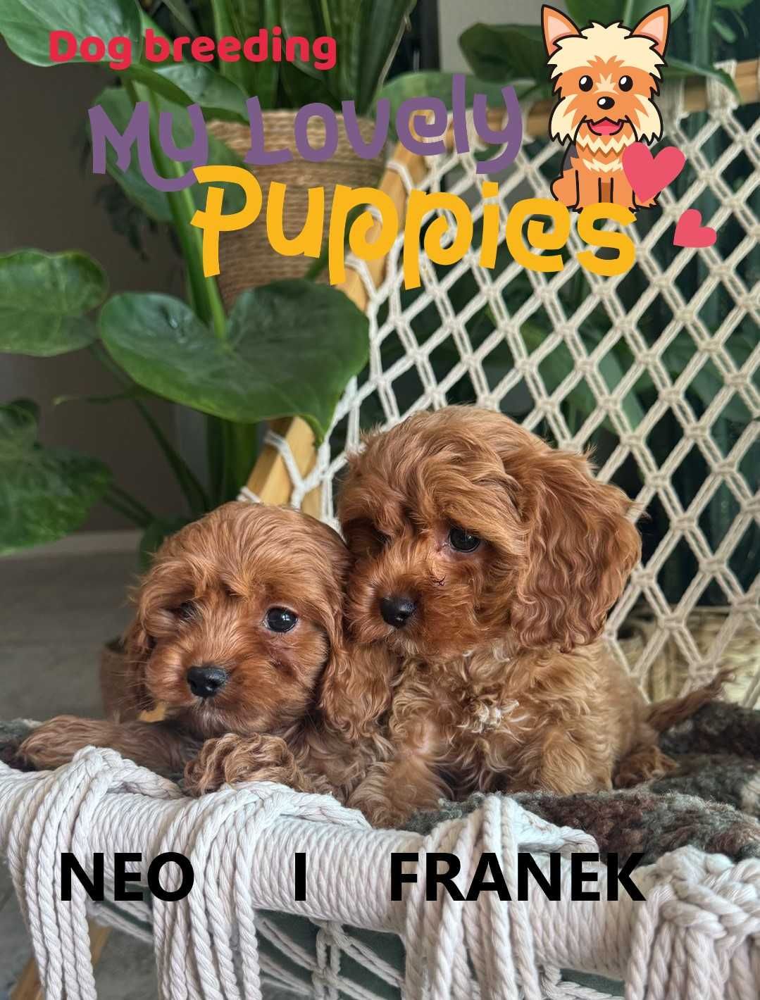 Cavapoo śliczny chłopiec Franek