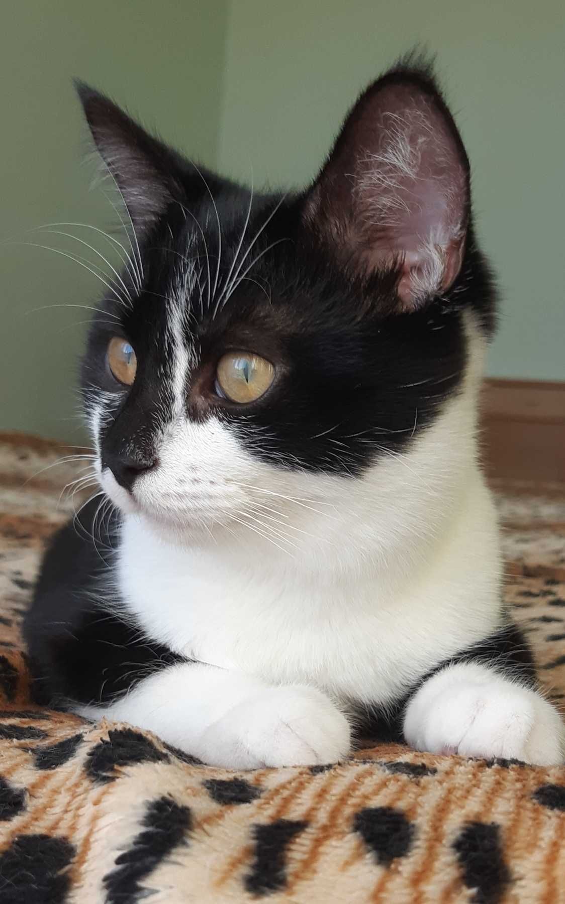 Котенок Челси ищет дом