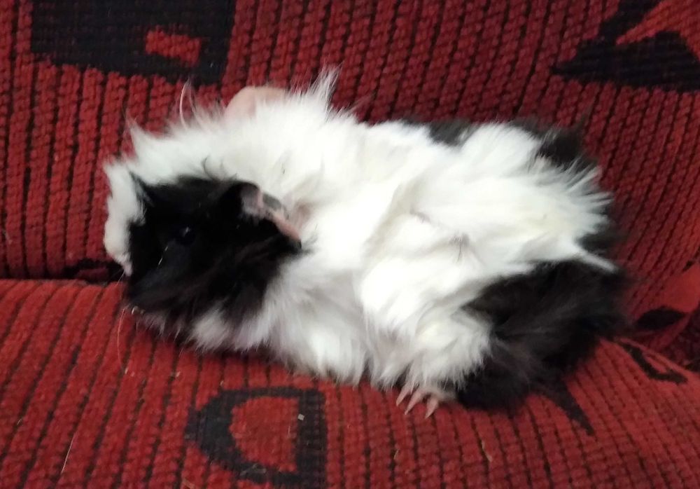 świnka morska, świnki morskie rozetki