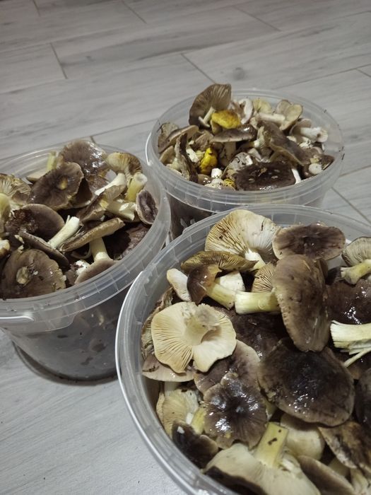 Gąski grzyby 3 litrowe